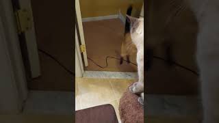 Siamese Cats Meowing for 29 Seconds [upl. by Eidurt]