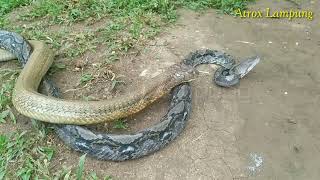 Pertarungan king Cobra Vs Python [upl. by Aracat]