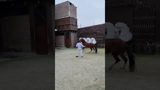 Caballo 🐎 peruano de paso el mejor caballo de silla del mundo 🌎 [upl. by Eenaj]