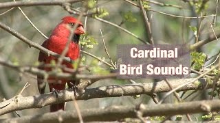 Cardinal Bird Sounds [upl. by Gerianna993]