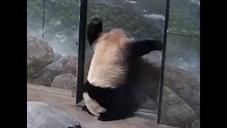 Bei Bei Perfects His Headstand 092017 [upl. by Lantha]