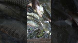 Big carp fish shorts fish fishing fyp deshi net fyp lobster freshwaterfish [upl. by Ecilahs]