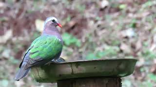 Quenching THIRST  Common Emerald Dove [upl. by Leona727]