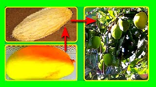 Grow Mango Tree From Seed To Harvest [upl. by Yelir590]