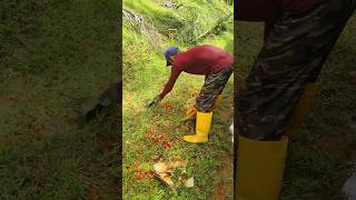 1kg bizi 5 ringgit viralshort palmoil farming ytshorts malaysia shorts viral palmfruit [upl. by Inoue79]