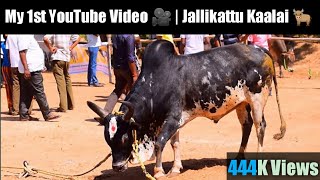 Jallikattu Kangayam Kaalai  Bulls in action  Kalaimadu  Kangayam Kaalai  Save Nattu Maadu [upl. by Eaner]