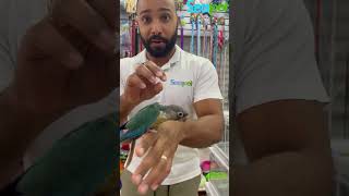 Etapas de plumaje de la pyrrhura 💚🦜💙 mascota pets aves birds pyrrhura [upl. by Janene]