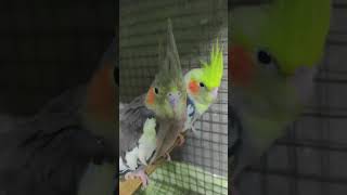 Cocktail song🥰🥰🥰 birds animals love parrot cockatiel pets [upl. by Hayman389]