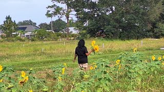 Buscando Girasoles para mi Linda Girasol [upl. by Enovaj]