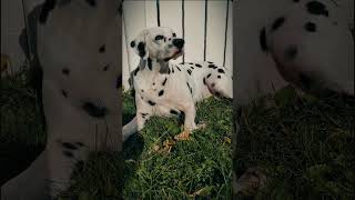 Hes just such a gorgeous dog ❤️ dog dalmatian doglover shortsfeed youtubeshorts youtube [upl. by Nitneuq]