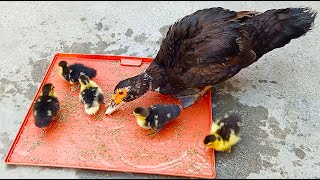 Muscovy ducklings with mother duck  Black muscovy duck harvesting eggs to ducklings [upl. by Zetnauq891]