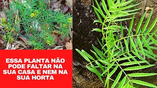 Erva Tagetes quotMacela galegaquot cravo de defunto conheça essa erva medicinal e seus benefícios [upl. by Ycrad]