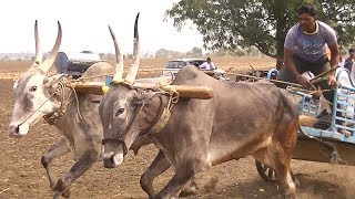 Rayageri bulls  Kundagola maidan  1432 feet running [upl. by Anne-Corinne]