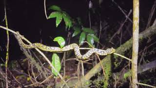 Usambara Bush Viper Atheris ceratophora climbing [upl. by Fergus]