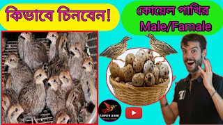 কোয়েল পাখির MaleFamale চেনার উপায়  কিভাবে বুঝবেন কোয়েল পাখি Male না Famalequail tanviragro [upl. by Wittenburg]