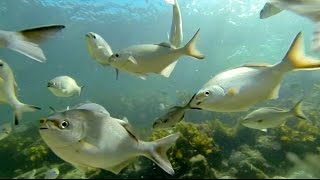 The best beach for snorkeling in Perth WA  a tour of the reef at Cottesloe [upl. by Aitas]