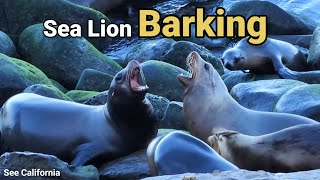 Sea Lion Barking  Im The One [upl. by Jonathon]