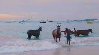 Surfest 2019 Newcastle Australia  Finals Day [upl. by Kraus]