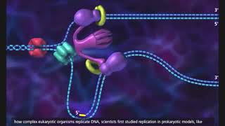 DNA REPLICATION 23  ELONGATION [upl. by Jacoby]