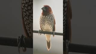 🐥•³⁸ Scalybreasted Munia Lonchura punctulata in Waxbill Munia Family Estrildidae [upl. by Ohcamac972]