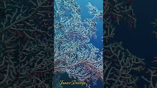 giantgorgonianseafanshortshomeofpygmyseahorsemoalboalcebu🇵🇭 [upl. by Most]