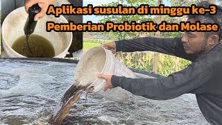 Pemberian probiotik dan molase di kolam ikan budidaya sistem Bioflok [upl. by Ydaf]