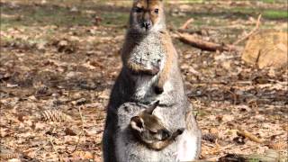 Wallaby de Bennett et son petit [upl. by Halyahs825]