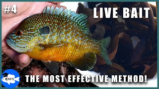 How to Catch Common Sunfishes Pt 4 of 5  Hook amp Live Bait Scent Baits Too [upl. by Pejsach589]