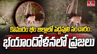 Komuram Bheem District  కొమురం భీం జిల్లాలో పెద్దపులి సంచారం  భయాందోళనలో ప్రజలు  hmtv [upl. by Dnalevets45]