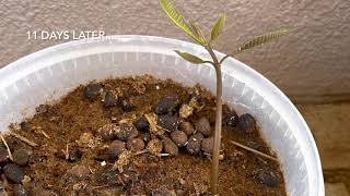 How to Germinate Mango Seed Using Paper Towel [upl. by Atinahs]