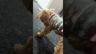 puppy coco cute drip christmas dog ready shorts fyp fluffy [upl. by Ajram166]