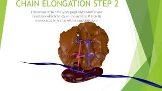 TRANSLATION CHAIN ELONGATION STEP 2 [upl. by Inava231]