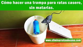 Cómo hacer trampa para ratas casero sin matarlas con balde [upl. by Erinna]