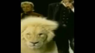 Siegfried Roy And Tiger Horn Attack  Fame Story।।tigertigerattackshortsyoutubeshorts [upl. by Hearn]