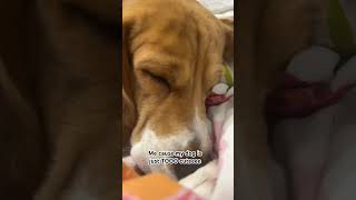 song music doggo beagle dog shorts trending [upl. by Yuria]