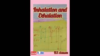 Inhalation and Exhalation ll biology neet education neet11m [upl. by Suiravad]