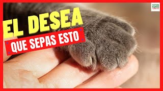 13 COSAS QUE TU GATO DESEA QUE SEPAS DE VERDAD 💝 COSAS DE GATOS QUE TE SORPRENDERÁN [upl. by Iorgo227]