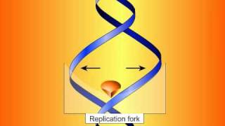 Fluoroquinolones Mechanisms of Action and Resistance [upl. by Ofloda206]