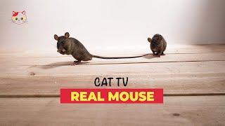 Mouse for Cats to Watch Real 🐁 REAL MICE FOR CATS TO BINGE WATCH 10 HOURS [upl. by Nilpik]