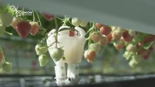 Strawberry picking robot [upl. by Elokin]