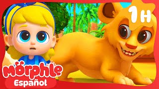 Animales Gigantes  🎈 Morphle 📺 TV para niños 📺 Caricaturas dibujos animados para niños [upl. by Sorips201]