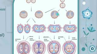 شرح بالعربي Embryology  Vet Medicine  Twins  2nd Term [upl. by Hanford]