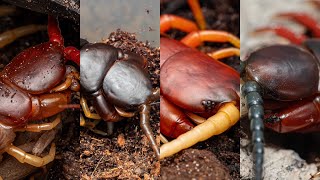 Myriapoda Monday Feeding my centipedes Please see pinned comment for details [upl. by Winne]