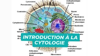 INTRODUCTION A LA CYTOLOGIE [upl. by Niatirb22]