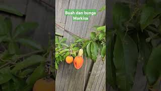 Bunga dan buah markisa kecil s163 [upl. by Aihsek]