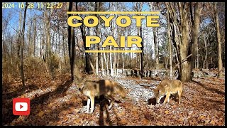 Coyote Pair Visit Three Trail Cam Sites [upl. by Keefe945]