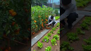 Es admirable cómo estas hombre cultiva verduras en su casa shorts [upl. by Odrick866]