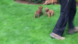 Rhodesian Ridgeback Puppies For Sale [upl. by Leo328]