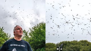 Town invaded by up to 3000 seagulls – despite being 30 miles from sea  SWNS [upl. by Keelia]