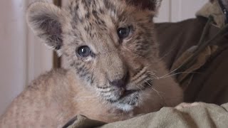 Unbelievably cute rare liger cub born in Russia [upl. by Aksehcnarf]